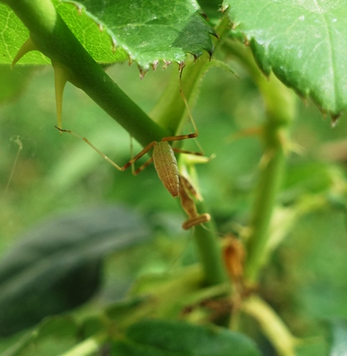 rose bush, praying matis, insects, rose garden