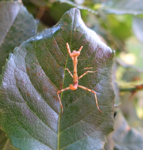 praying mantis nymph