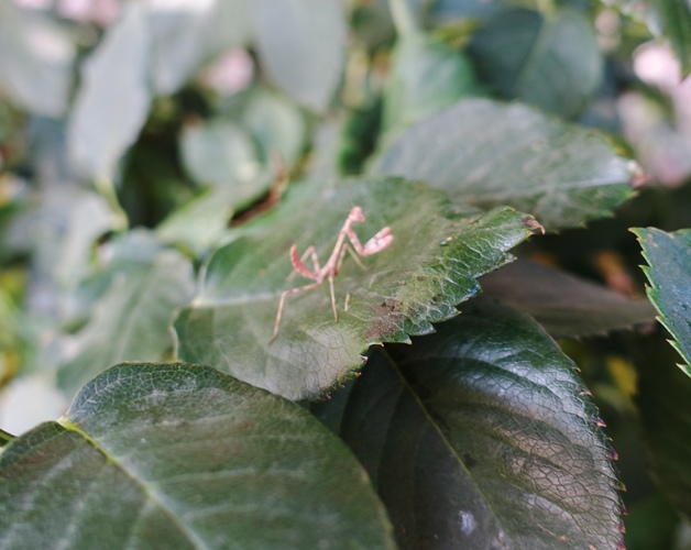 roses, praying mantis, nymph