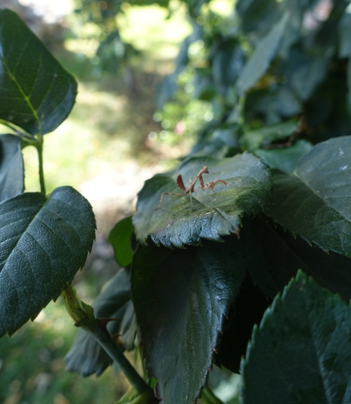 rose bush, praying mantis, nymph