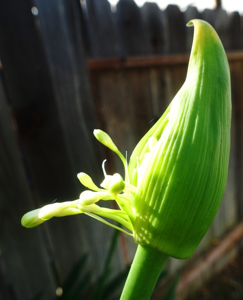 agapanthus, opening, flowers