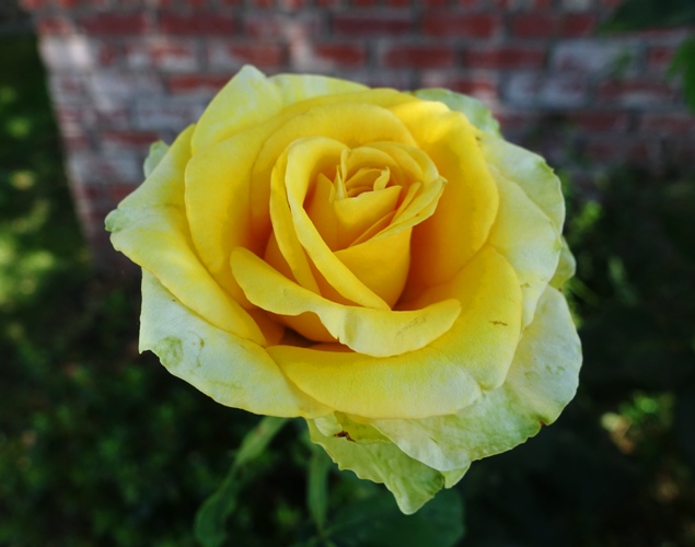 St. Patrick Rose, Yellow Rose, Green Rose, rose bushes