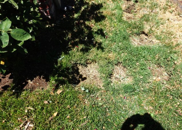 stepping stones, moved stepping stones, yard work