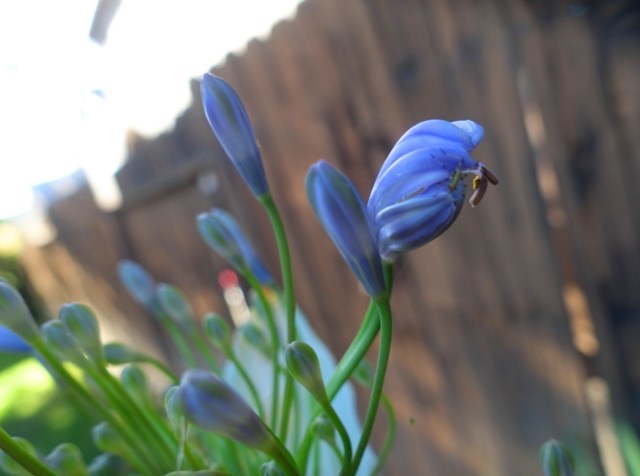 agapanthus, backyard, yardwork, flowers