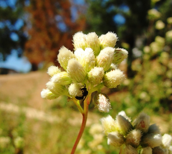 native flowers, alviso park