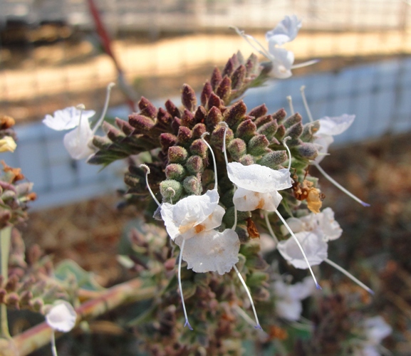 adobe alviso park, native plants
