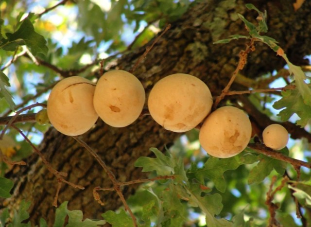 oak tree, oak gall, gall wasp
