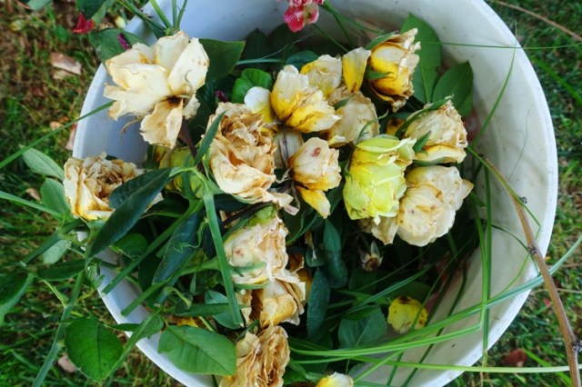 rose bushes, cleaning up, blossoms, yard work