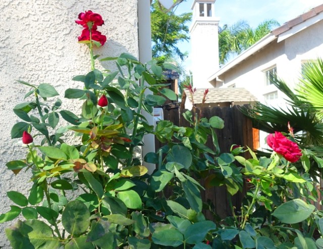 rose bushes, cleaning up, blossoms, yard work