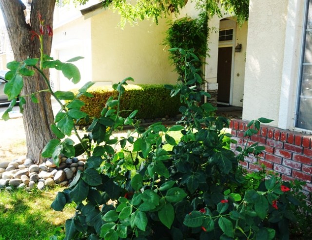 rose bushes, cleaning up, blossoms, yard work