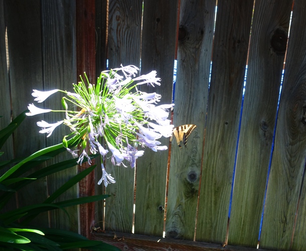 Papilio rutulus, western tiger swallowtail, butterfly