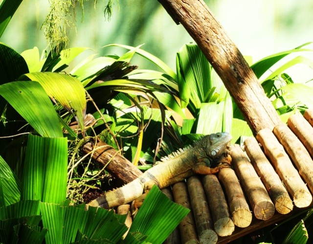 animals, zoo, Sao Paulo Zoo, winter trip to zoo