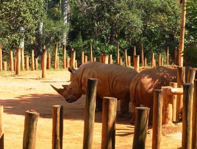 animals, zoo, Sao Paulo Zoo, winter trip to zoo