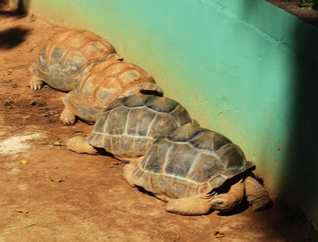 animals, zoo, Sao Paulo Zoo, winter trip to zoo