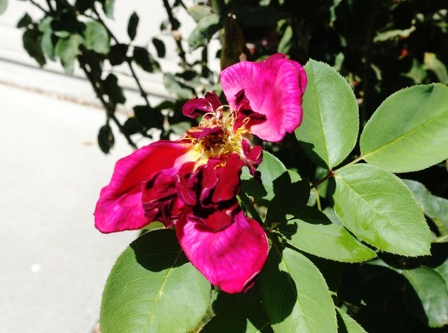 flowers, past peak, drying out, cycle of life