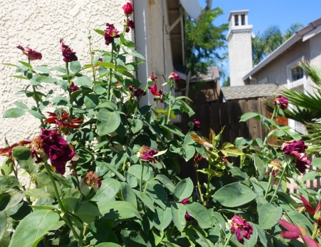 flowers, past peak, drying out, cycle of life