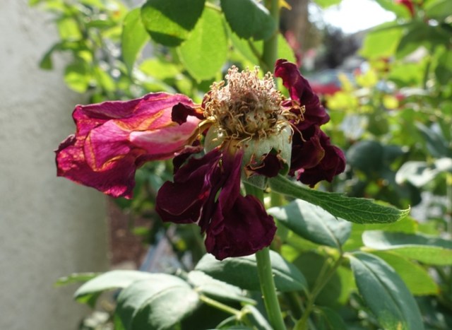 dried out rose, high heat, yard work, rose
