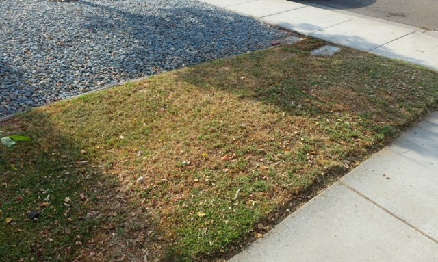 side yard, low water, brown grass