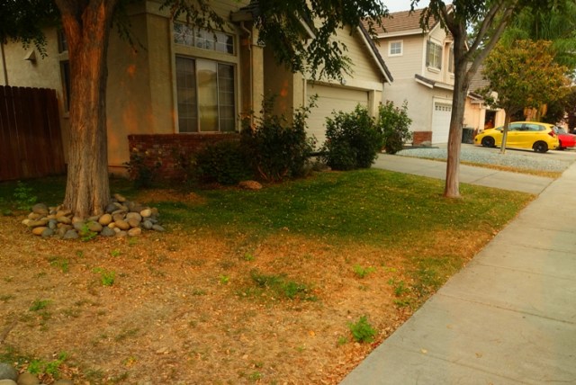 smoky sky, front yard, dying lawn, green grass