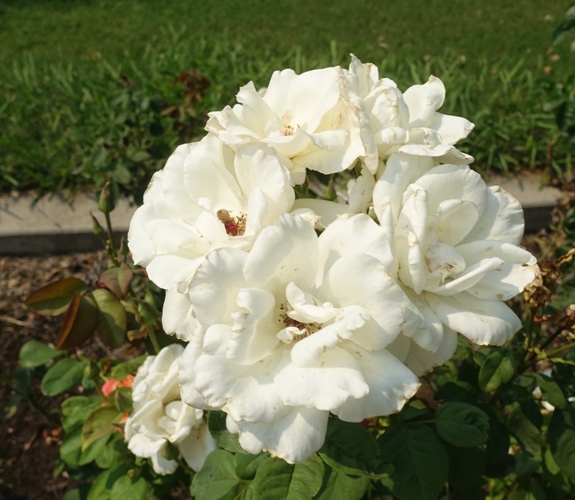 Tracy community rose garden, roses, park, library