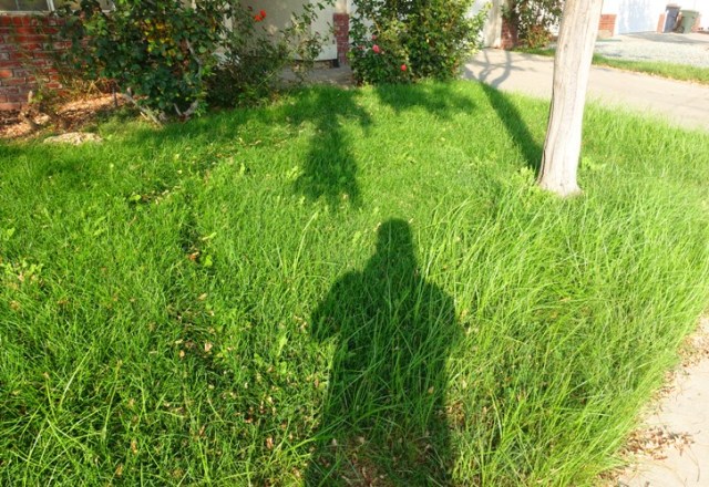 Mowing, tall grass, yardwork, Mowing after dark