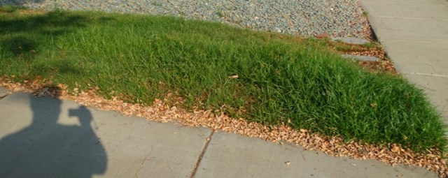 Mowing, tall grass, yardwork, Mowing after dark