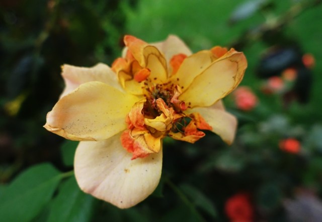 heat damage, bad air, smoky, ash