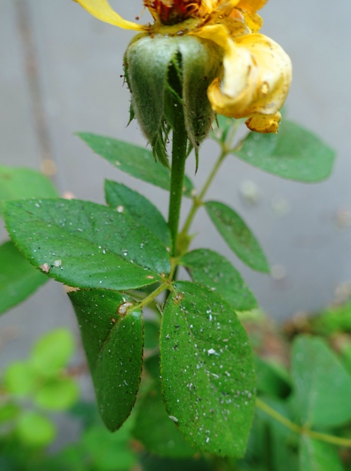 rose bush, ash on leaves, smoky air