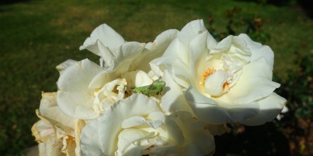 mantis, rose, rose garden, tracy, library