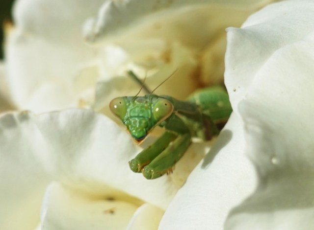 mantis, rose, rose garden, tracy, library