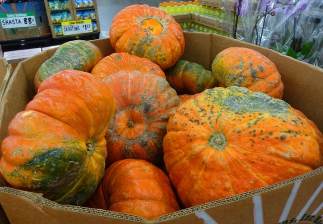fall, autumn, october, pumpkins, gourds