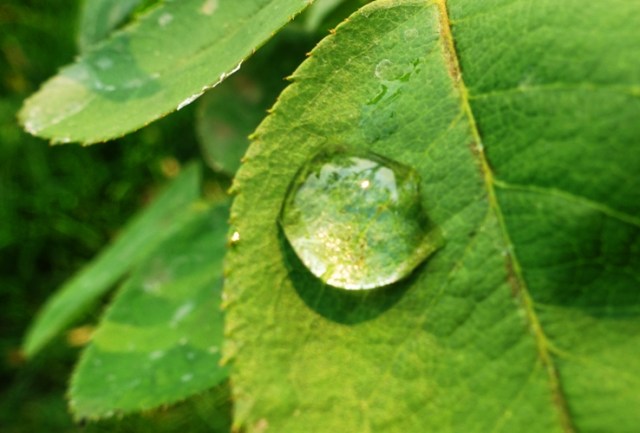 water drop, rose leaf, flowers