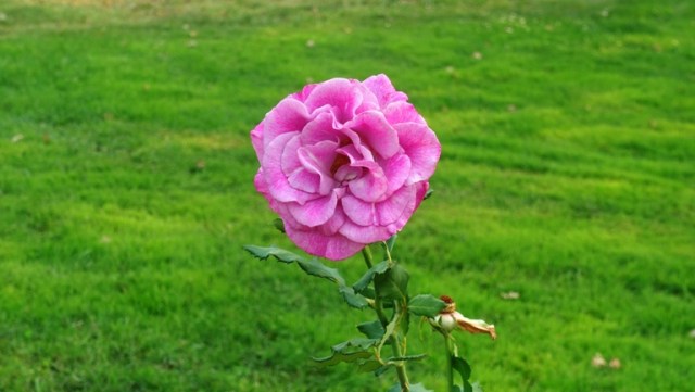 Pink rose, community rose garden