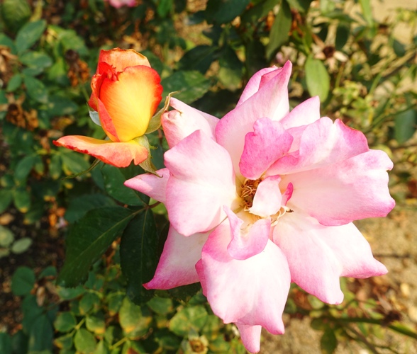 pink rose, orange bud, rose garden