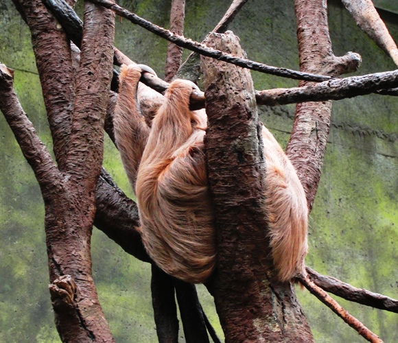 Linnaeus's two-toed sloth, Choloepus didactylus, omaha zoo, henry doorly zoo