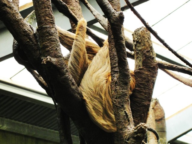Linnaeus's two-toed sloth, Choloepus didactylus, omaha zoo, henry doorly zoo