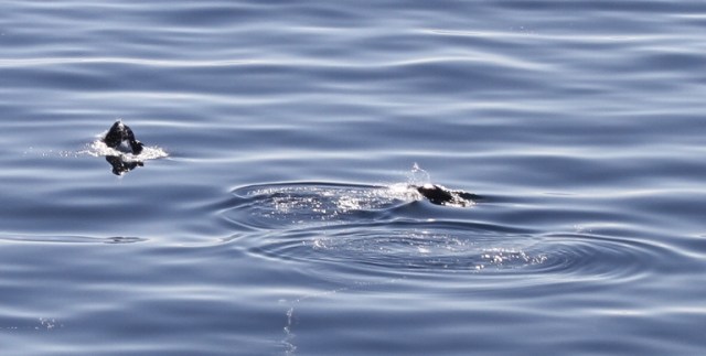 whale watching, antarctica, cruise, cold waters