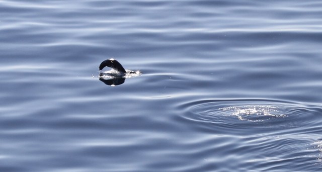 whale watching, antarctica, cruise, cold waters