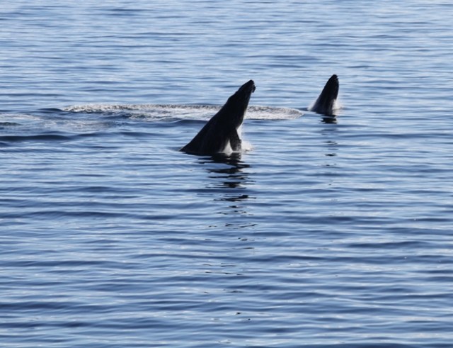 whale watching, antarctica, cruise, cold waters