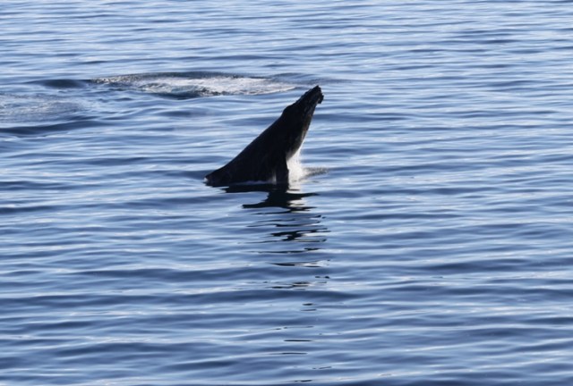 whale watching, antarctica, cruise, cold waters