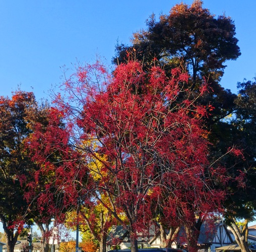 fall color, library, parking lot, autumn color