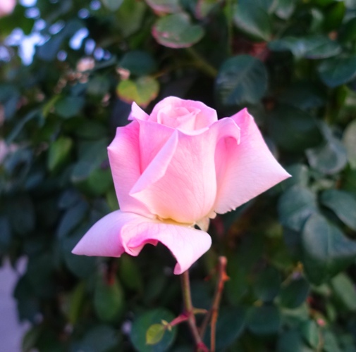fall color, pink rose, rose bush