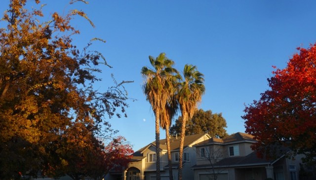 palm trees, fall color, sunset