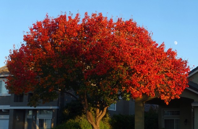 red leaves, fall color, california, moon