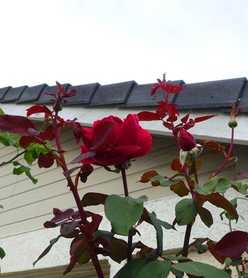 tall rose bush, Mister Lincoln rose, red rose