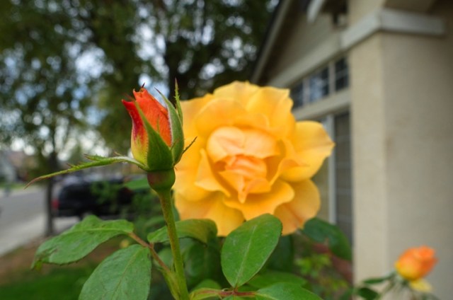 floribunda, november roses, yellow roses, rose bud