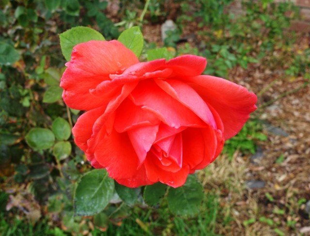 tropican rose, pinkish rose
