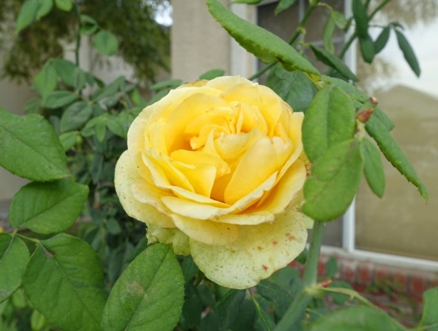 yellow rose, st. Patrick rose, november rose