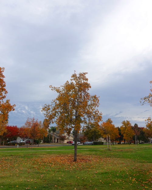 park, fall, autumn, leaves, cloudy sky