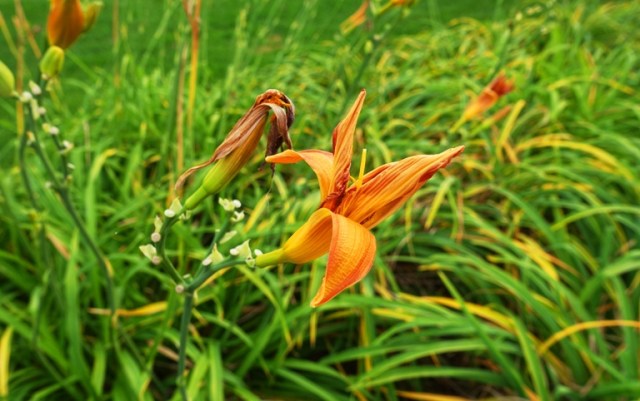 park, lilies, orange flowers